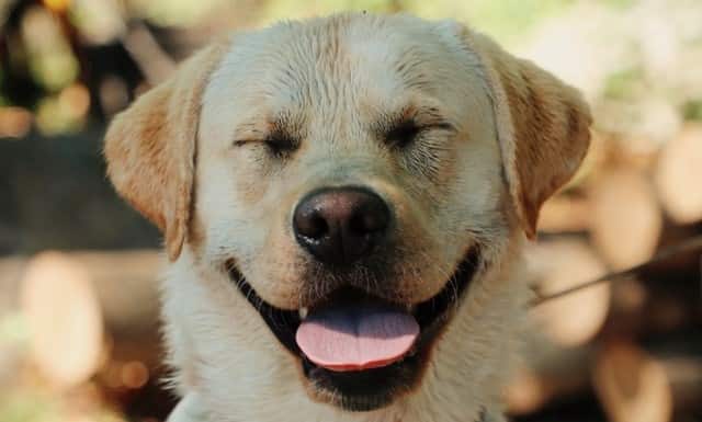 A Labrador Retriever smiles to show affection