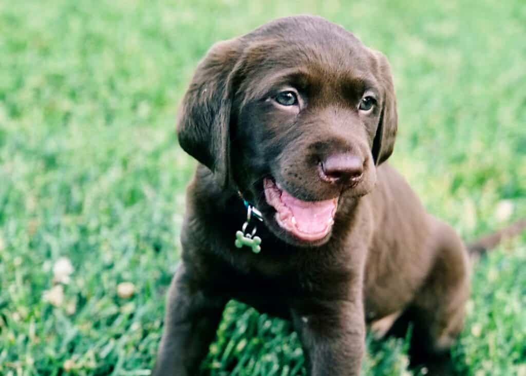 A chocolate Lab is one of six Labrador puppies in a litter