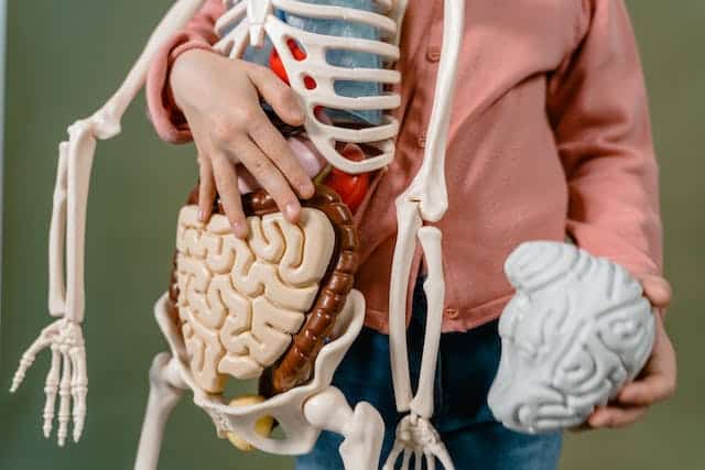 A young girl holding a skeleton model of the human body, curious about neurodiversity.