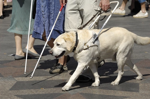 A person walking with a guide dog.