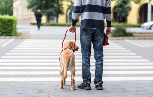 A man with a guide dog walking across a street.