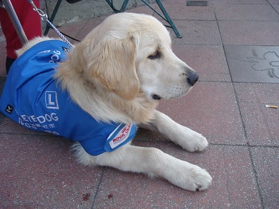 A labrador about to go for his dog Pat test so she can get a part certification.