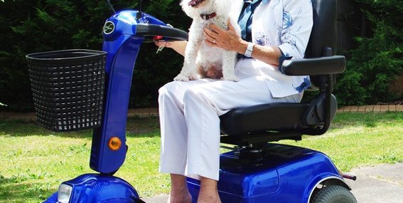 A woman with a white poodle rides a mobility scooter