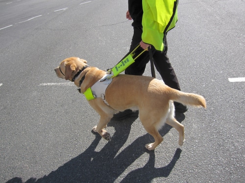 Working dogs also aren’t trained for social distancing. As a result, they’re having to navigate a new reality since the arrival of COVID-19.