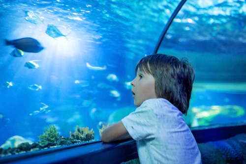 Visit Sea Life Kelly Tarlton’s Aquarium during the NZ Travel Bubble. 