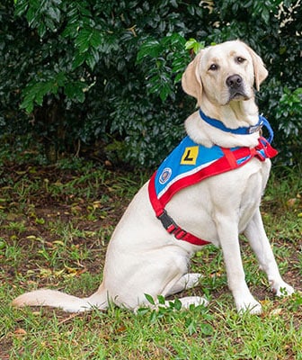 Blue Badge Insurance Assistance Dogs