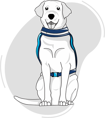 Blue Badge Insurance Assistance Dog