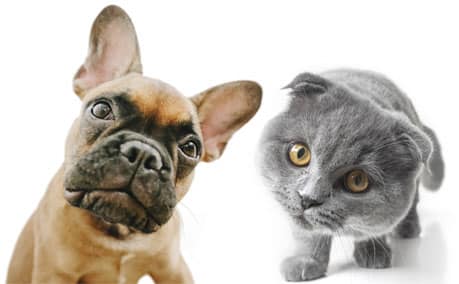 Pet Insurance - Cat & Dog