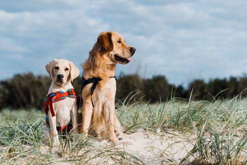 Blue Badge Insurance sponsorship with Assistance Dogs Australia starts 1 October 2021