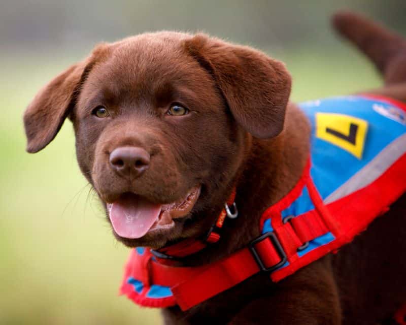 Blue Badge Insurance Announces Sponsorship with Assistance Dogs Australia. This dog has all the right assistance dog personality traits