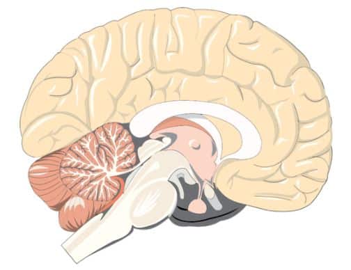 This is a diagram of a brain.