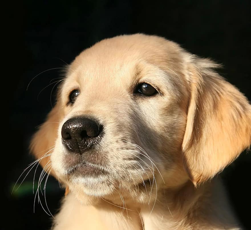 This puppy will go through intensive training program to prepare them with the skills they need to be a service dog..