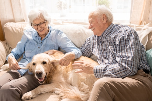 This elderly couple patting a Labrador on the couch have Blue Badge pet insurance and are part of the Aged Care Scheme