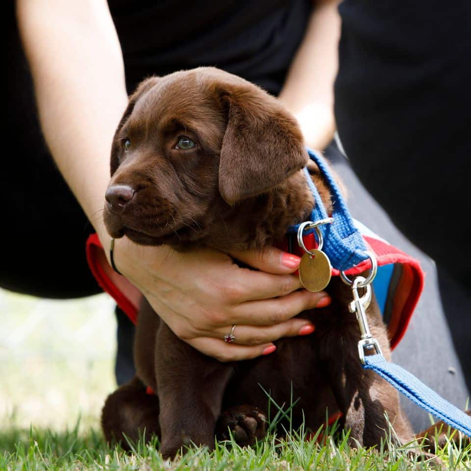 an assistance dog in training
