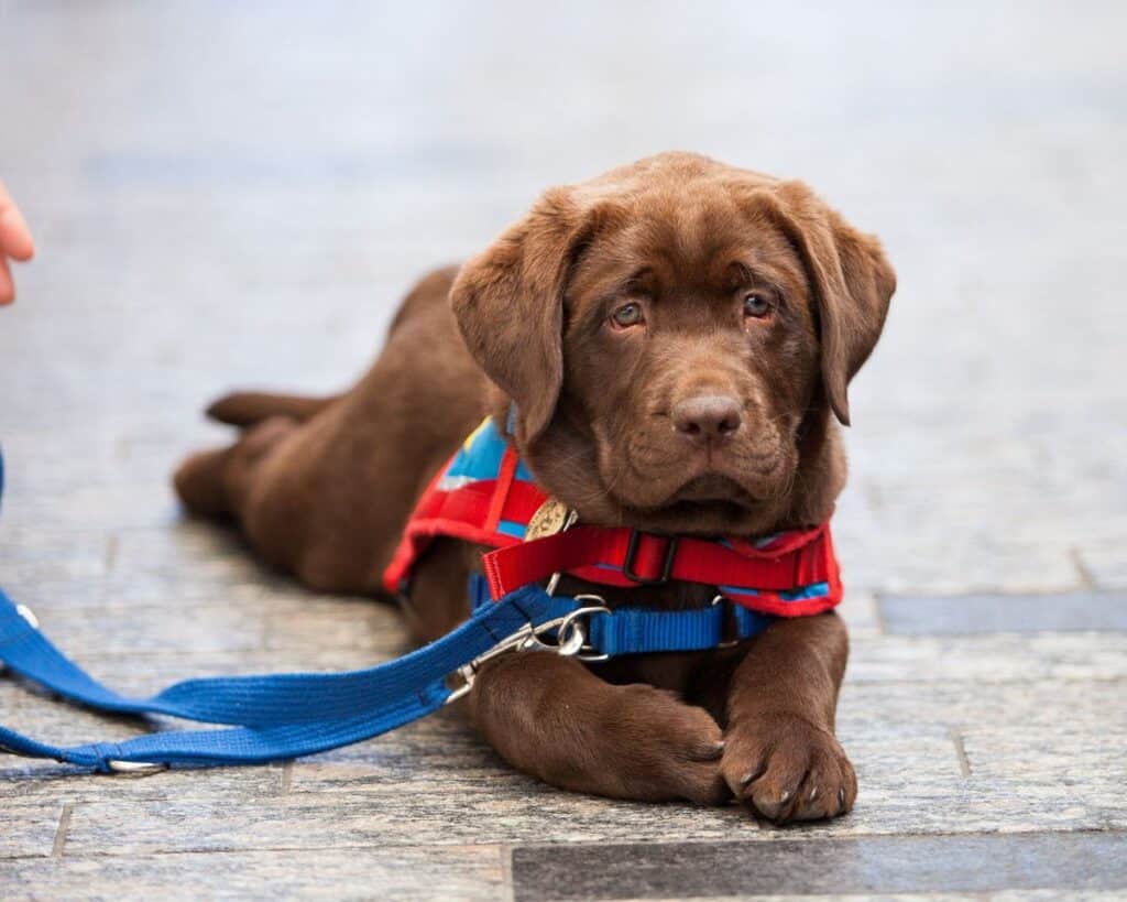 Chocolate Labrador training to be an assistance dog