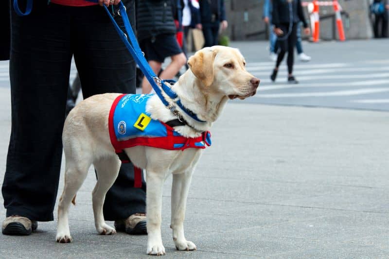 assistance dog training is in progress with this golden Labrador about to cross a street