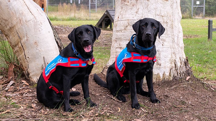 two black Labradors in training with ADA