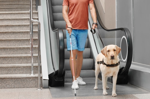 A Guide Dog helps their human navigate a supermarket 