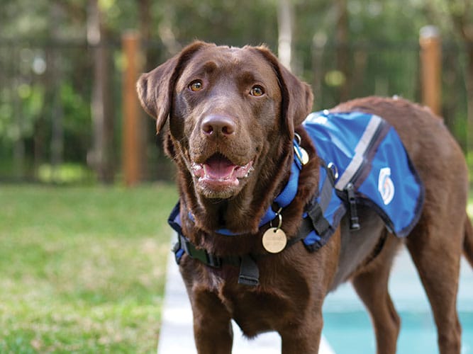 NDIS can rely on international assistance dogs standards for accreditation 
