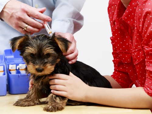 Small wirehaired dog being vaccinated at a vet