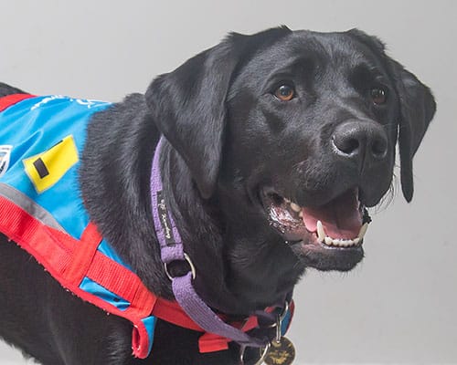 This is one of Assistance Dogs Australia's trained champions