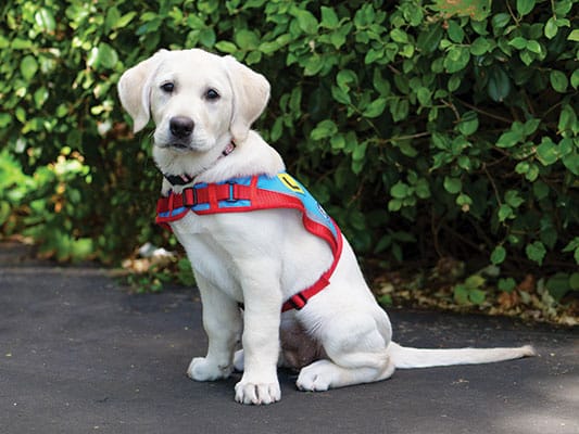 a young assistance dog sits down in its vest during a training session