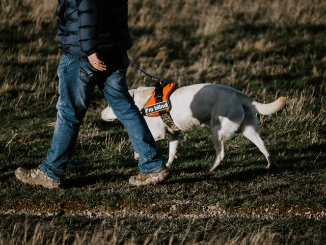man walking with white dog wearing orange harness saying I am blind