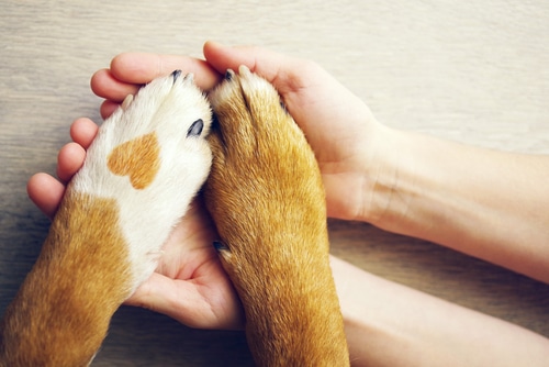 dog paws in human hand - left dog paw is white with a brown furry heart on it. 