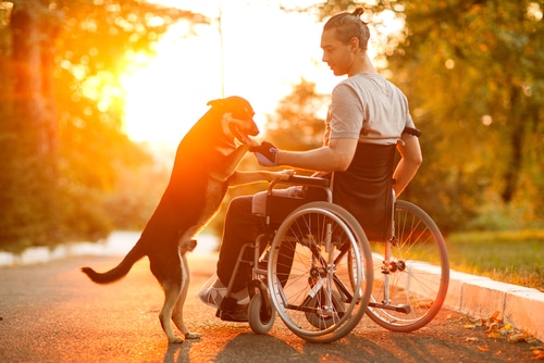 man at sunset in wheelchair with his dog on holiday in road