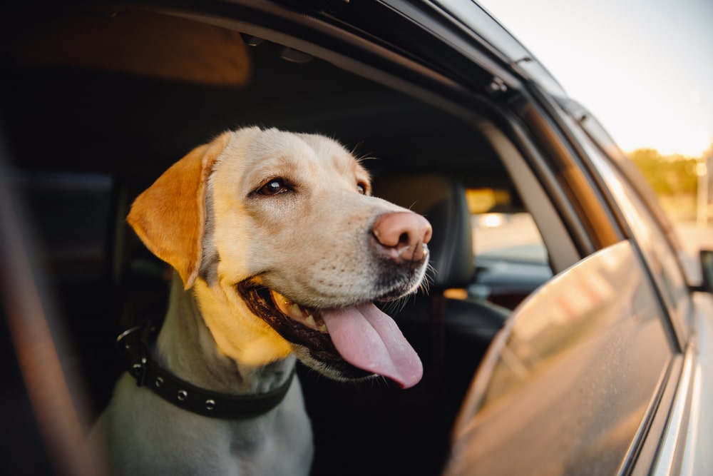 travelling with pets or assistance dogs means keeping them safe