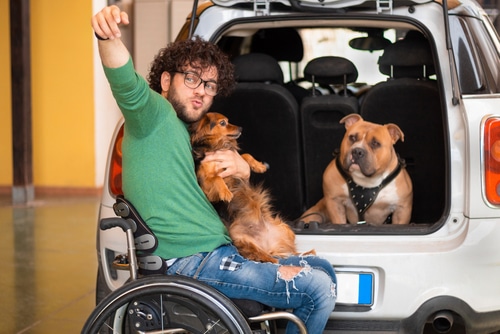 Before travelling with pets, get them used to the car