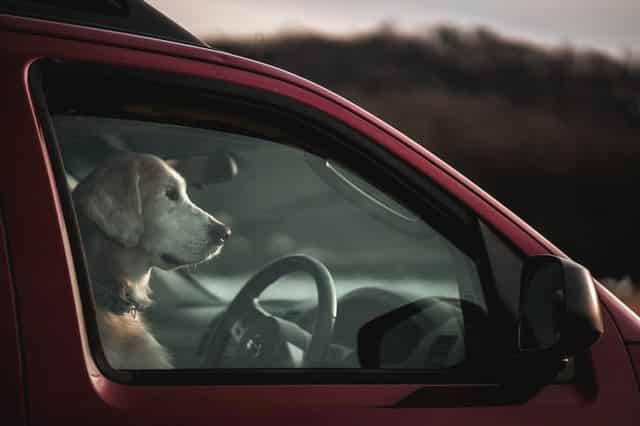 don't leave dogs in parked cars to prevent them suffering heatstroke