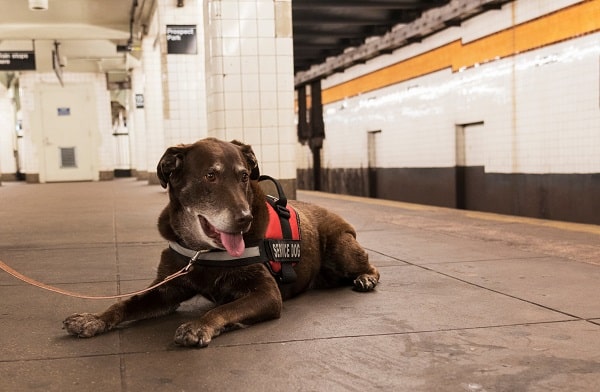 This pup has all the right service dog personality traits