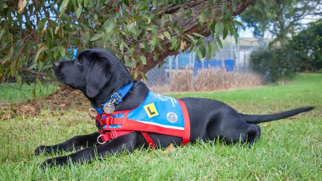 This learner black Lab Assistance Dog lying on grass is celebrating International Assistance Dog Week 2023