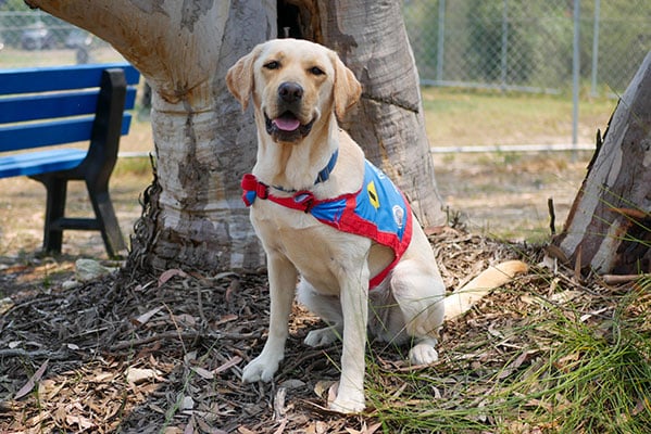 yellow assistance dog labrador sitting next to tree in public park wearing service jacket