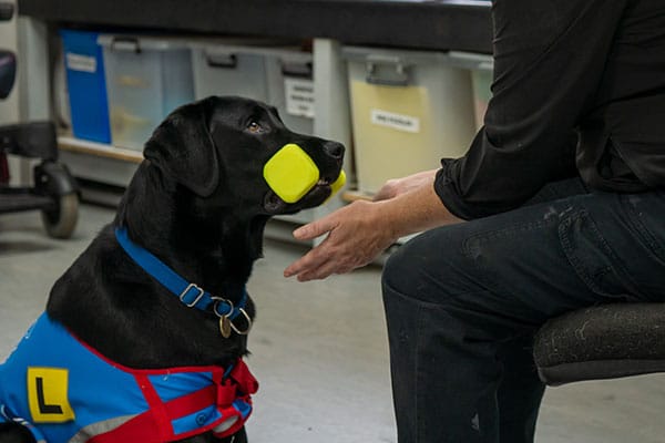 black labrador assistance dog with jacket on and yellow weight in its mouth standing at hands of owner