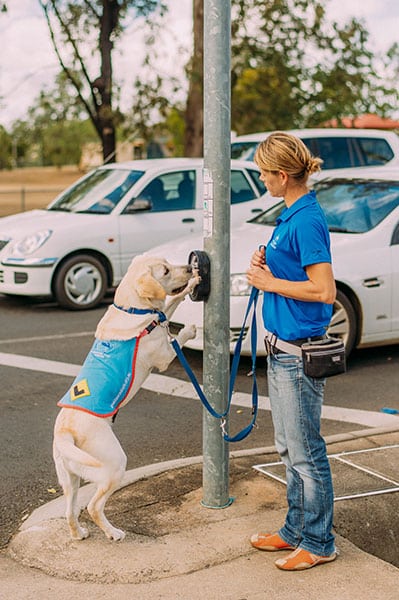 service dog yellow labrador pressing pedestrian crossing button at road intersection while on a lead with dog handler