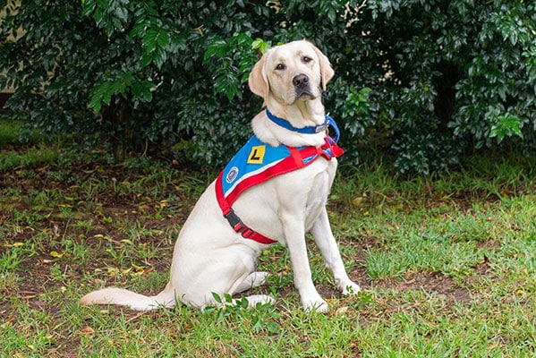 Labradors like this one in a 'learner' vest make excellent assistance and guide dogs. Let's celebrate them this International Assistance Dog Week
