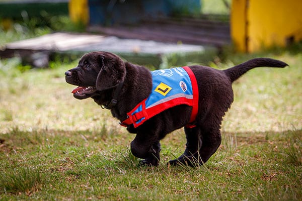 A labrador puppy training for her dog Pat test so she can get a part certification.