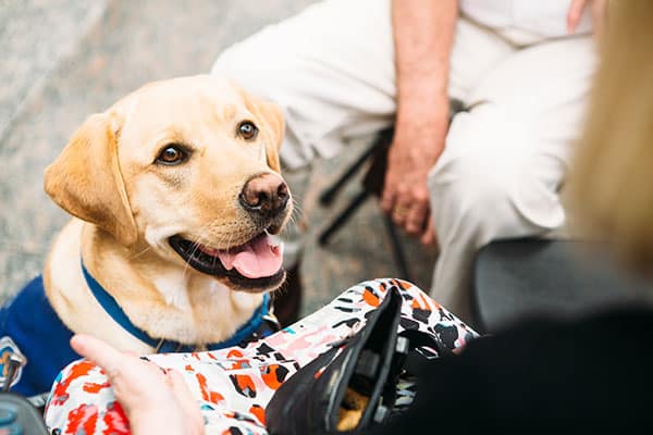 Yellow labrador assistance dog sitting while on lead looking at camera
