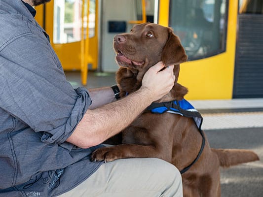 assistance dog with paws on handler's legs. This pup has all the right service dog personality traits