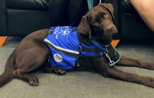 A Pups in Prison graduate working as a courthouse dog