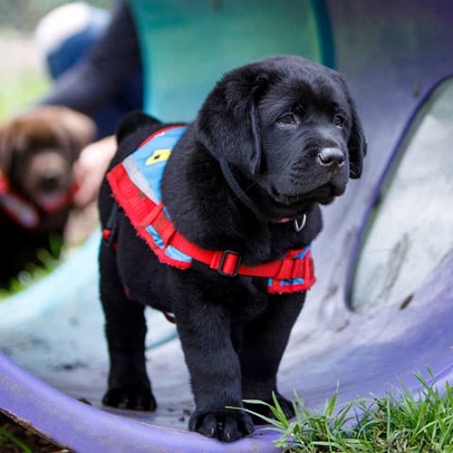 this little black Labrador is a breed that makes one of the best Assistance Dogs