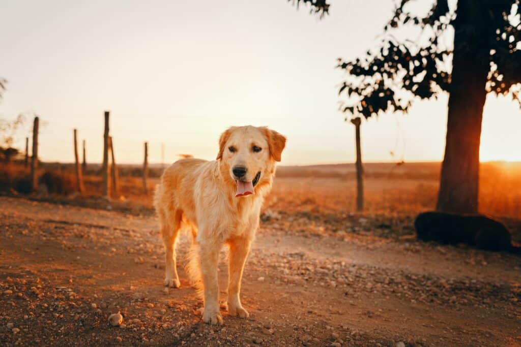 This Golden Retriever explores a dirt path on International Assistance Dog Week
