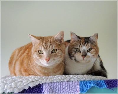 Two cats on a blanket. A grey cat staring into the camera. Blue Badge Insurance offers pet insurance for cats.