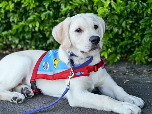 benefits of assistance dogs can enormous to physical and psychological wellbeing