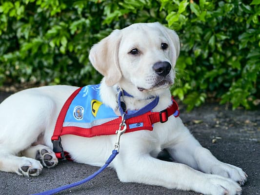 benefits of assistance dogs can enormous to physical and psychological wellbeing