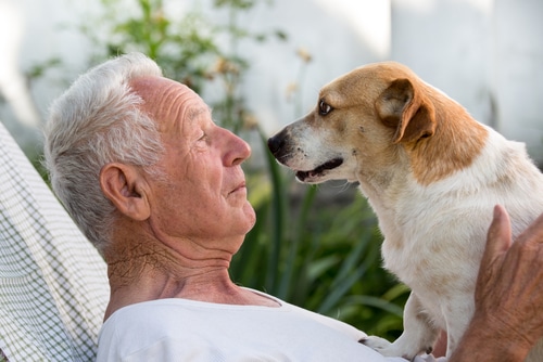 man qith dementia lying in bed holds and looks at corgis