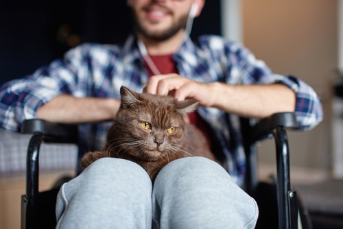 Someone in a wheelchair with a cat on their lap. There are pros and cons of having a pet 