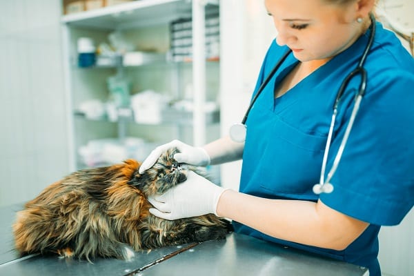 A vet inspecting a cat's eye. Blue Badge Insurance offers pet insurance for cats.